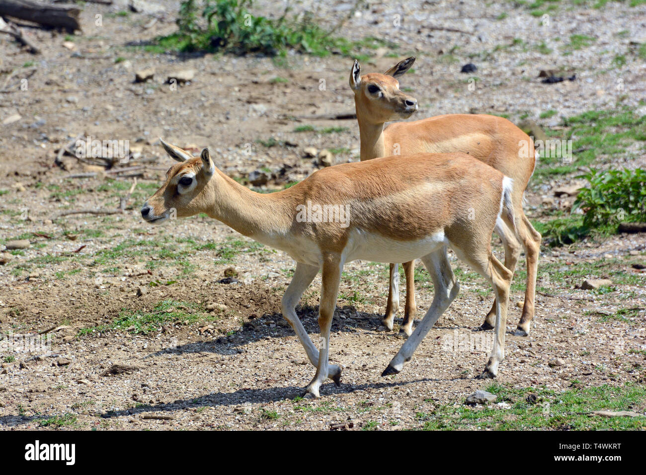 Blackbuck, indiane antilopi, Hirschziegenantilope, Antilope cervicapra, indiai antilop Foto Stock
