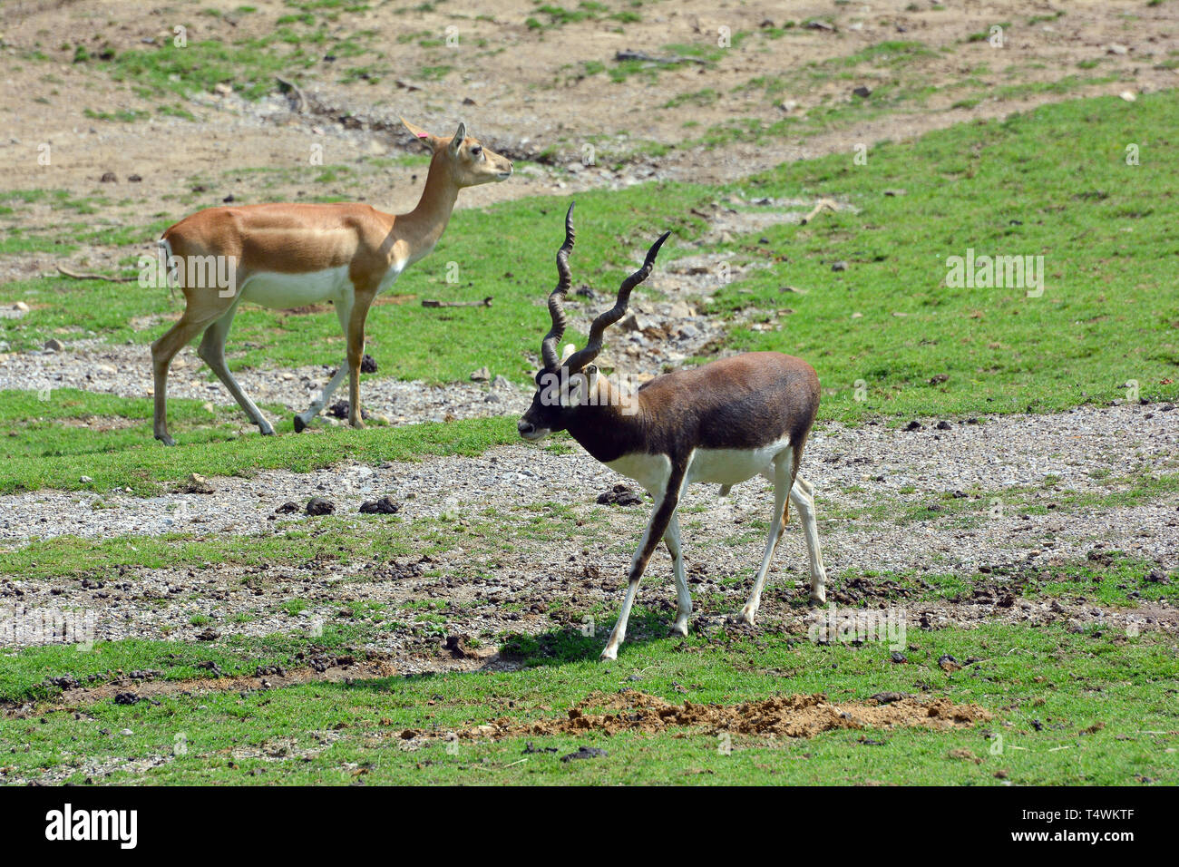 Blackbuck, indiane antilopi, Hirschziegenantilope, Antilope cervicapra, indiai antilop Foto Stock