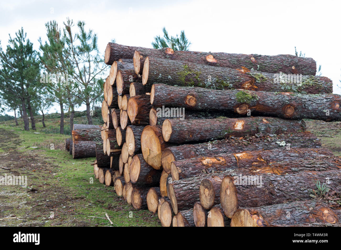 Tronchi di alberi impilati nel bosco Foto Stock