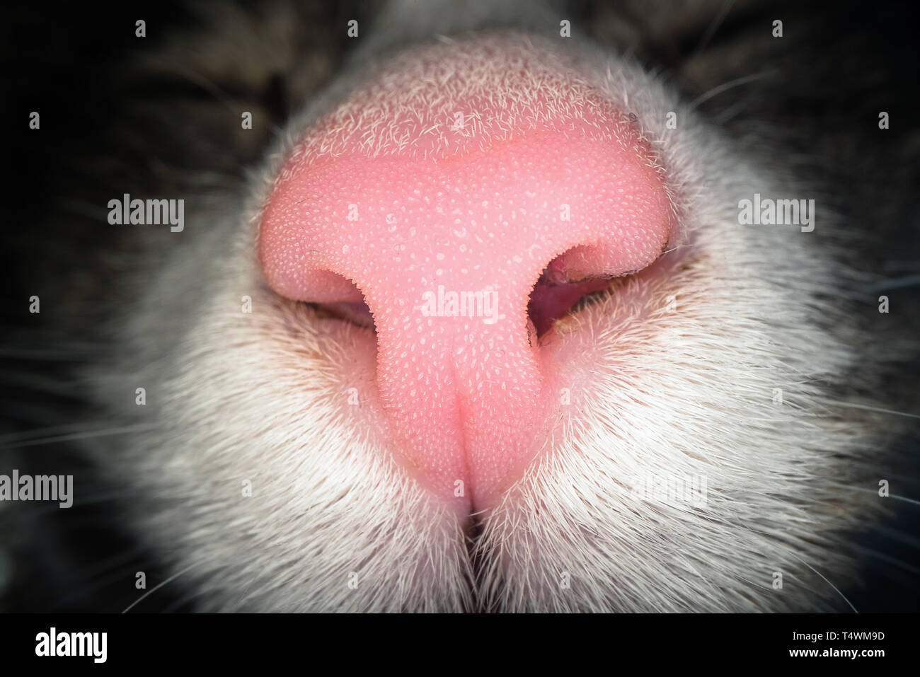 Macro shot di gatto rosa naso. Vista ravvicinata del gatto domestico narici Foto Stock