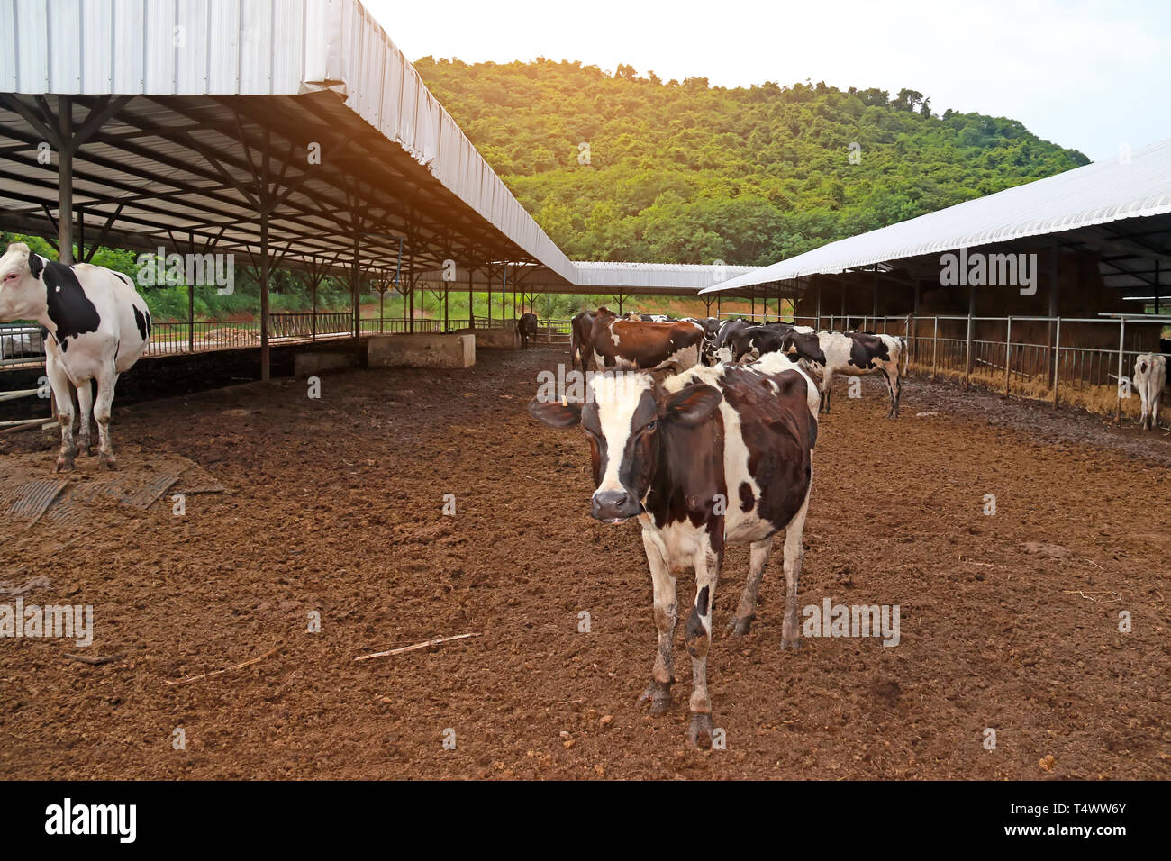 Agricoltura Industria, l'agricoltura e la zootecnia mandria di mucche in agriturismo Foto Stock