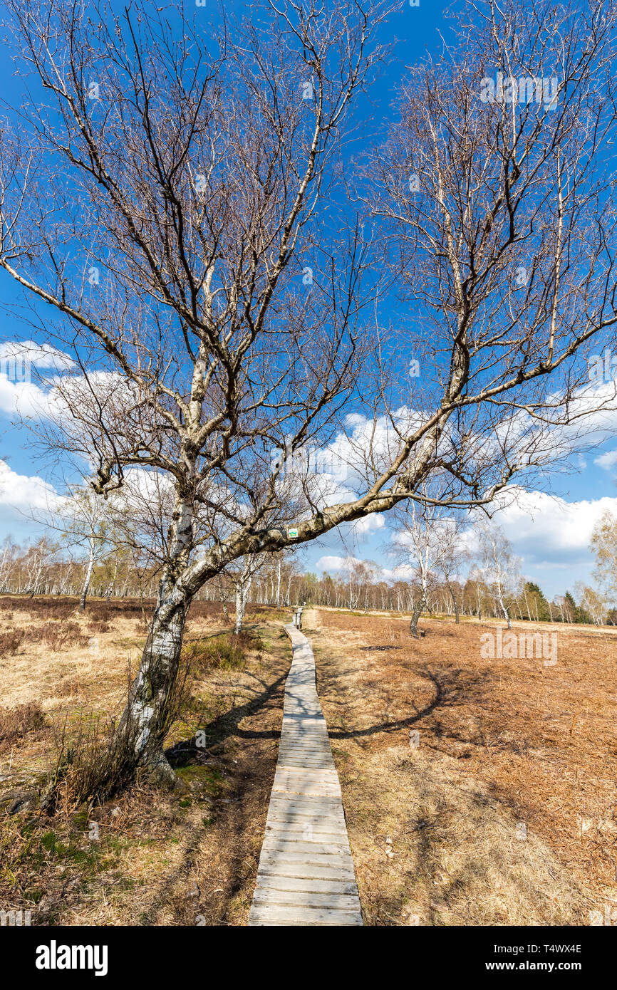 Il Boardwalk in alta venns con betulle bianche contro il cielo blu. Struffelt (Hautes Fagnes, Hoge Venen, Alta Vens) in Germania - Rott Eifel, NRW, Nord Foto Stock