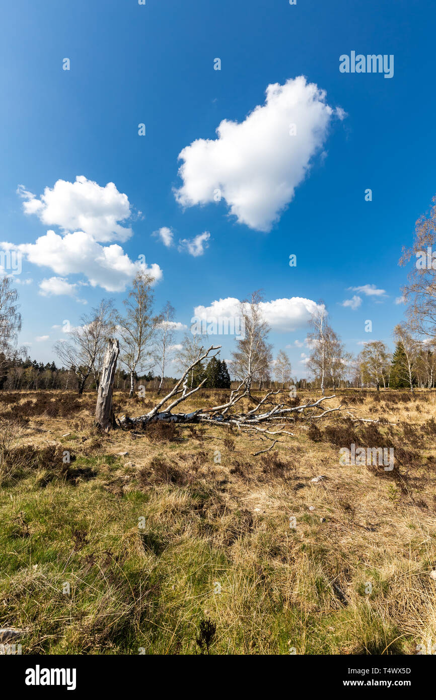 Venn con betulle bianche contro il cielo blu. Struffelt (Hautes Fagnes, Hoge Venen, Alta Vens) in Germania - Rott Eifel, NRW, Renania settentrionale-Vestfalia, germe Foto Stock