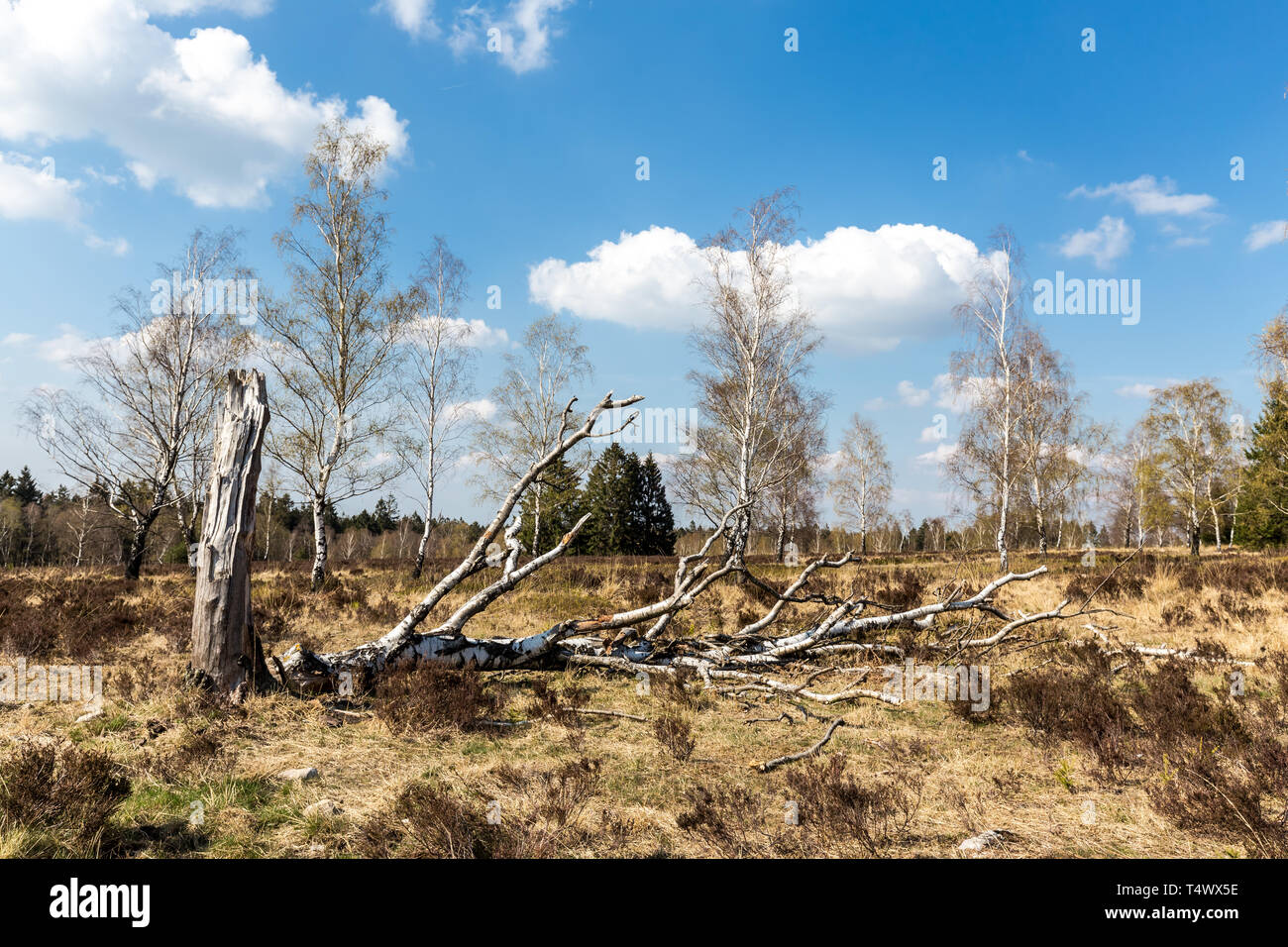 Venn con betulle bianche contro il cielo blu. Struffelt (Hautes Fagnes, Hoge Venen, Alta Vens) in Germania - Rott Eifel, NRW, Renania settentrionale-Vestfalia, germe Foto Stock