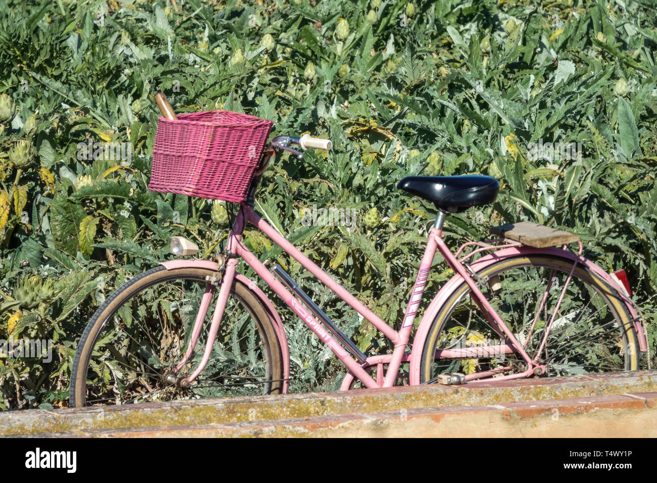 Bici rosa con cesto parcheggiato nel campo dei carciofi, Valencia, Spagna Foto Stock