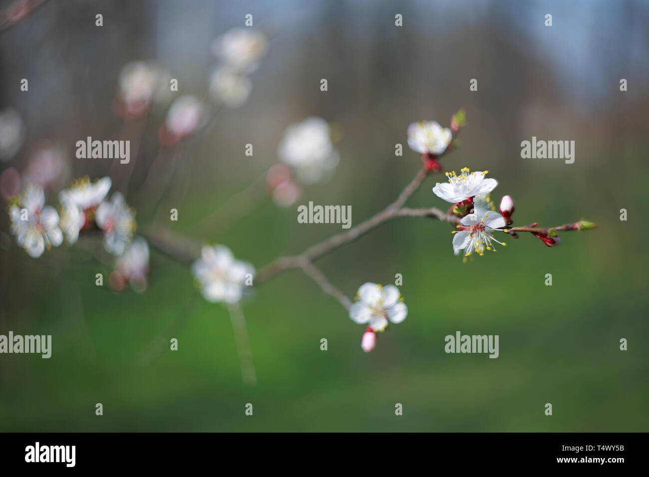 Il ramo di fiori albicocca-tree, close-up Foto Stock