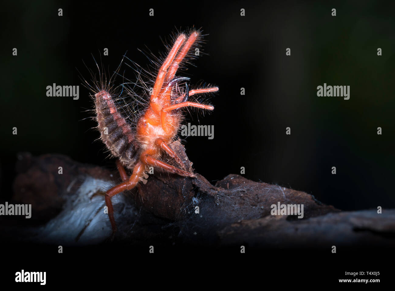 Ragni cammello - Paragaleodes heliophilous sono grandi aracnidi generalmente in abito caldo e arido habitat. Solifuges sono cacciatori aggressivi. Foto Stock