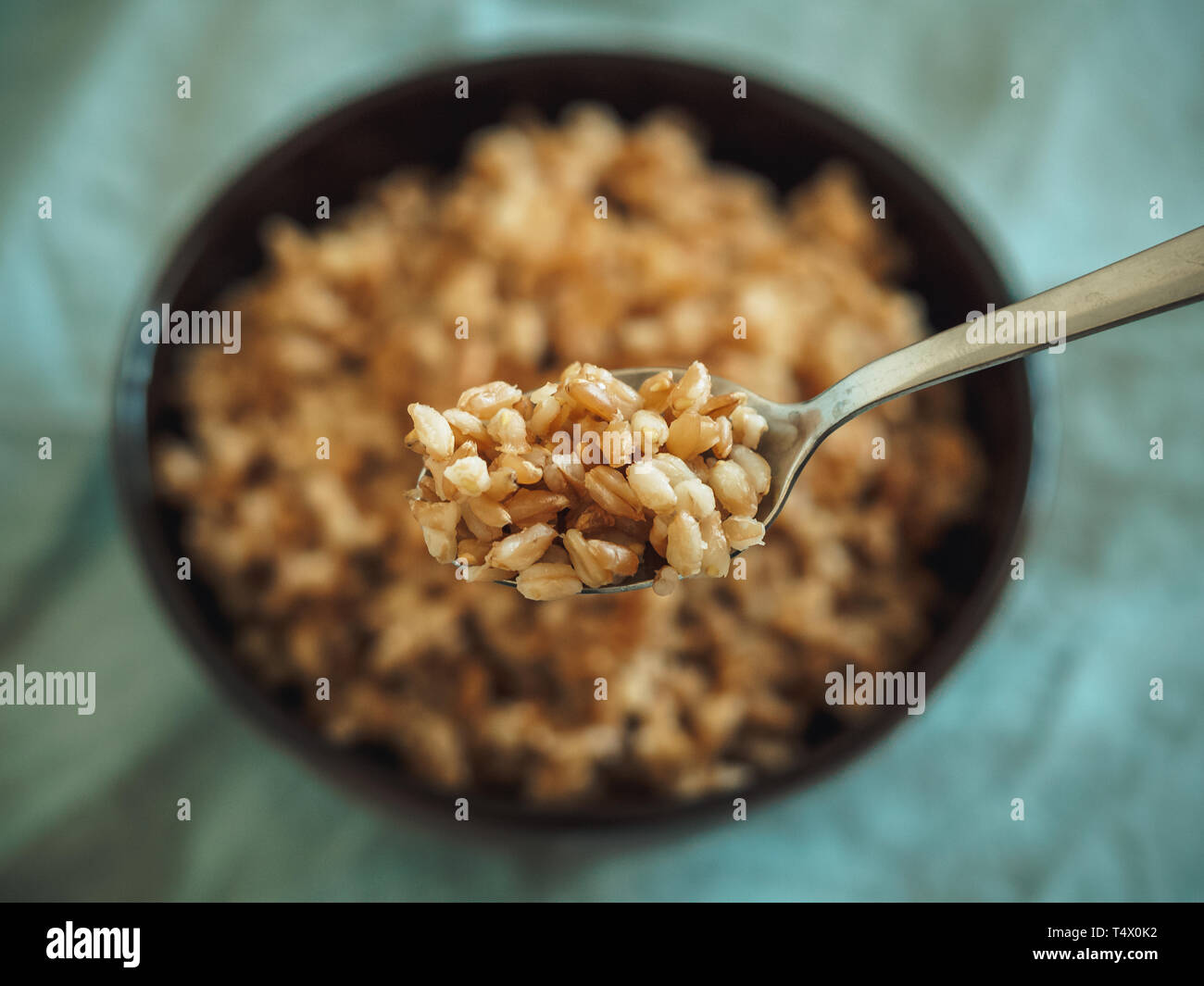 Il farro bollito in cucchiaio e non focalizzato nel recipiente. Il farro cotto semi in fuoco selettivo. Spazio di copia Foto Stock