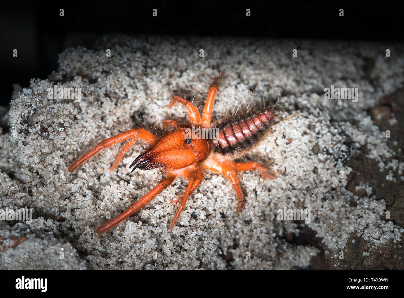 Ragni cammello - Paragaleodes heliophilous sono grandi aracnidi generalmente in abito caldo e arido habitat. Solifuges sono cacciatori aggressivi. Foto Stock