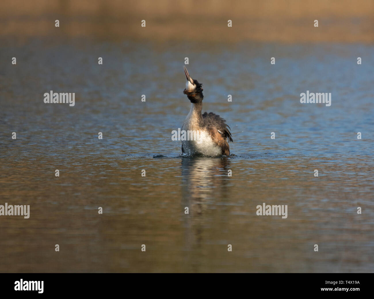 Un svasso maggiore, Podiceps cristatus, agitando l'acqua off dopo un tuffo, Lancashire, Regno Unito Foto Stock