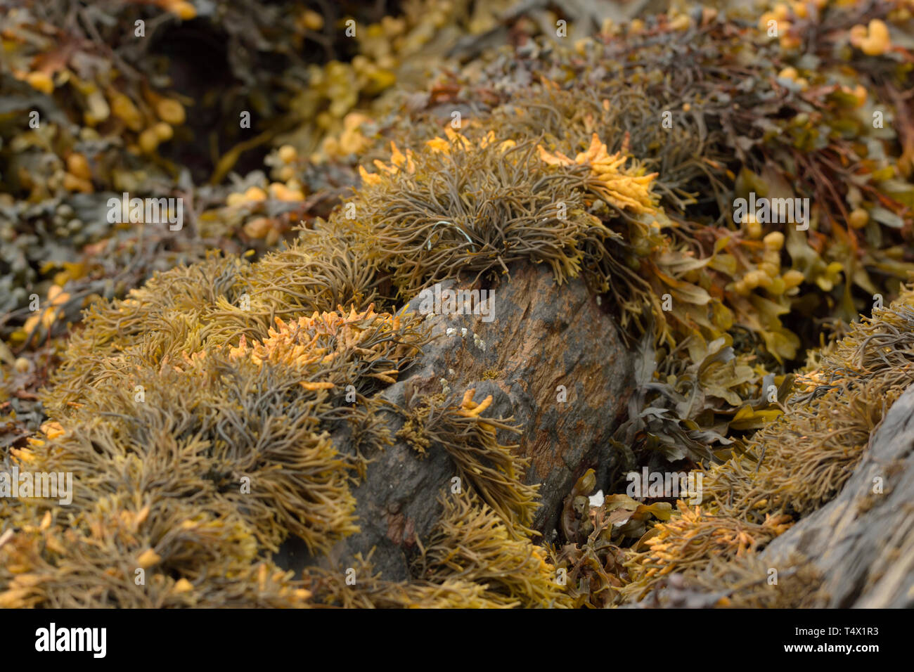 Marrone e giallo alghe a Glengarriff Harbour Foto Stock