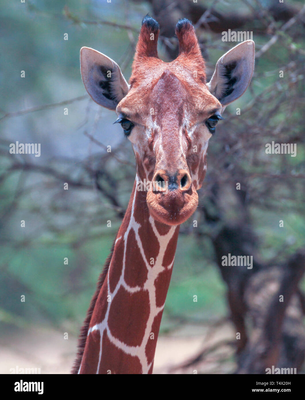 Traliccio giraffe Giraffa camelopardalis reticulata Samburu Riserva nazionale del Kenya Africa orientale Foto Stock