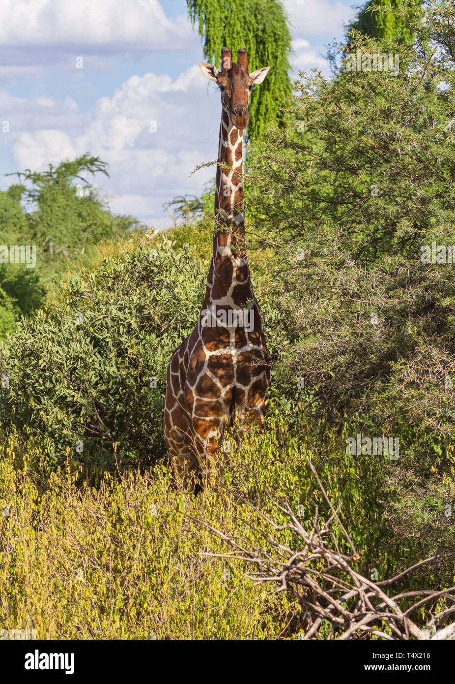 Traliccio giraffe Giraffa camelopardalis reticulata Samburu Riserva nazionale del Kenya Africa orientale Foto Stock