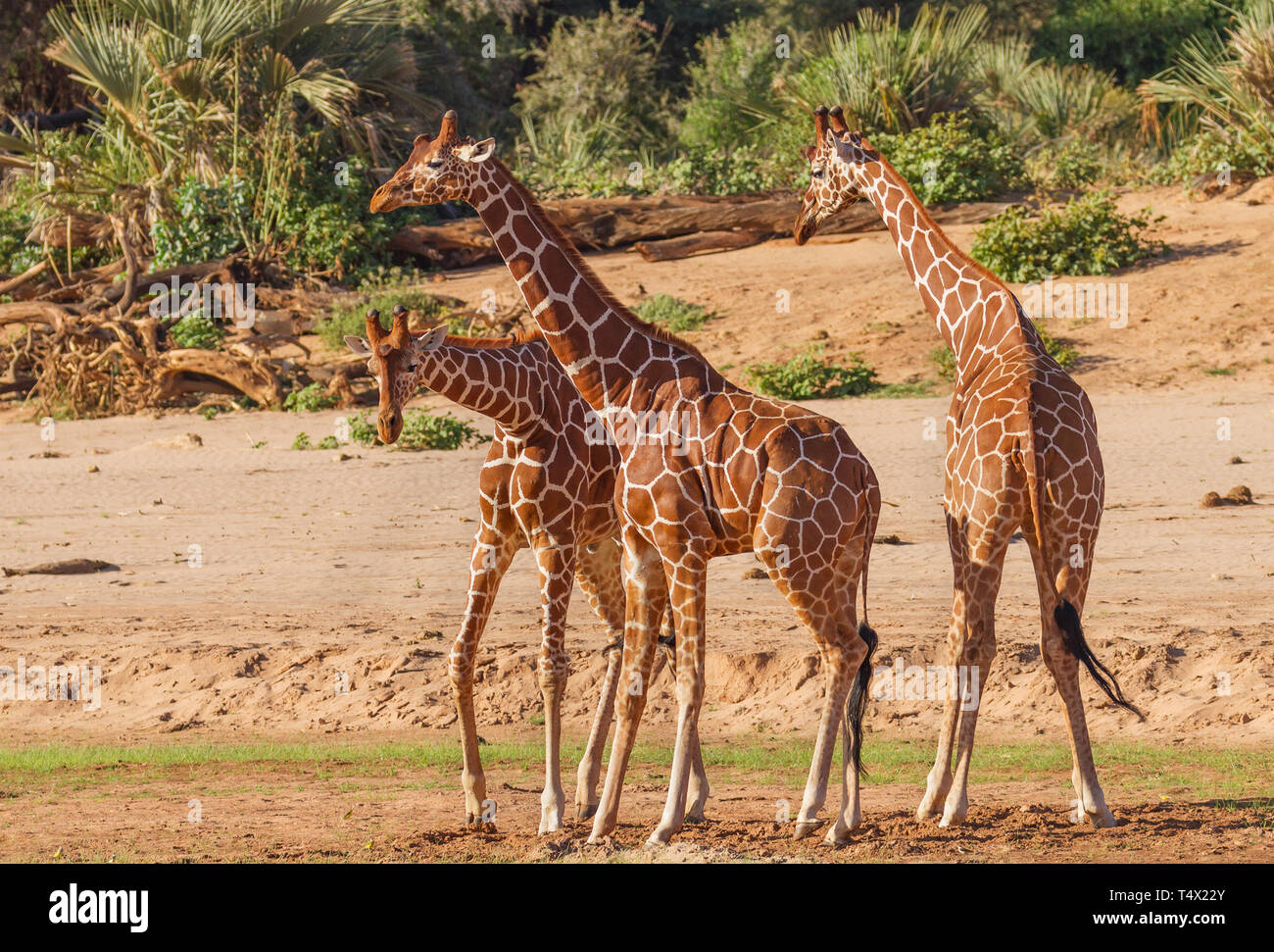 Traliccio giraffa Giraffa camelopardalis reticulata divertente gruppo di danza tre volteggiano boogie Samburu Riserva nazionale del Kenya Africa orientale in via di estinzione Foto Stock