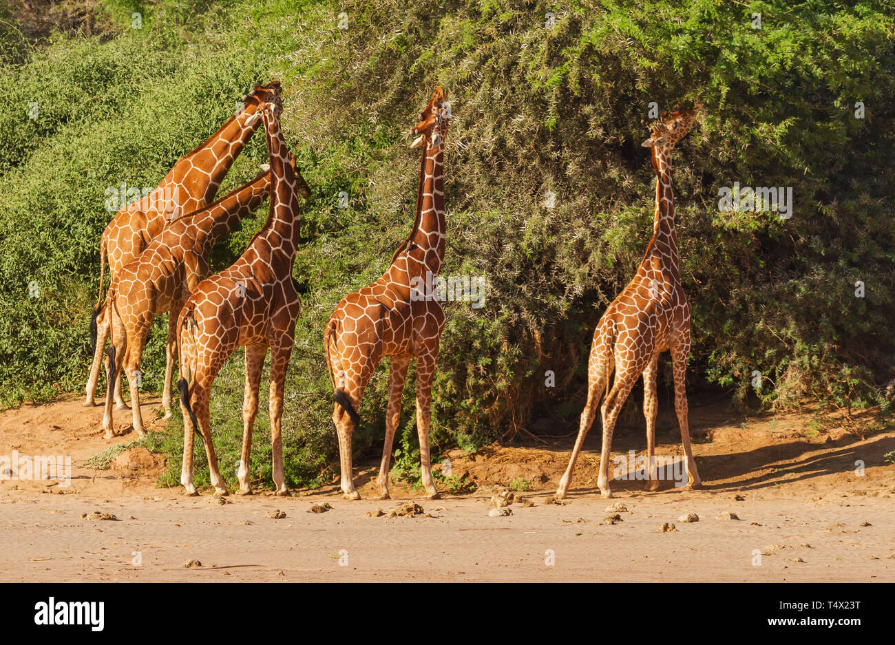 Gruppo cinque reticolato Giraffa giraffa camelopardalis reticulata feed a Thorn trees bush Samburu Riserva nazionale del Kenya Africa Orientale tratto lungo collo Foto Stock