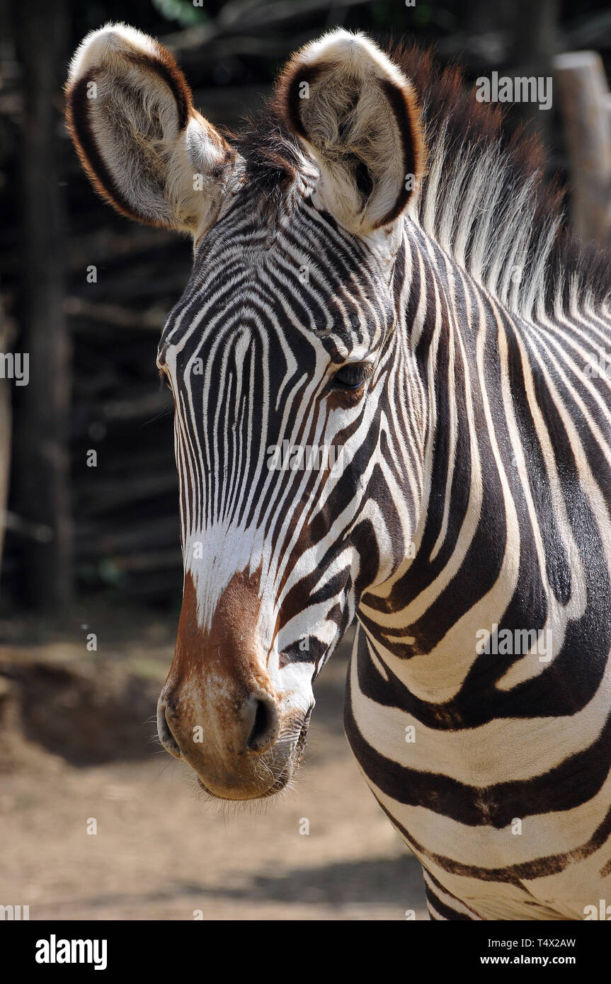 Zebra di Grévy, zebra imperiale, Grevyzebra, Zèbre de Grévy, Equus grevyi, Grévy-zebra, Africa Foto Stock