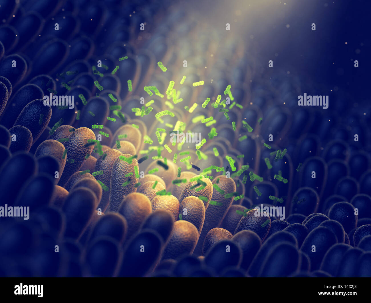Batteri intestinali, flora intestinale la salute Foto Stock
