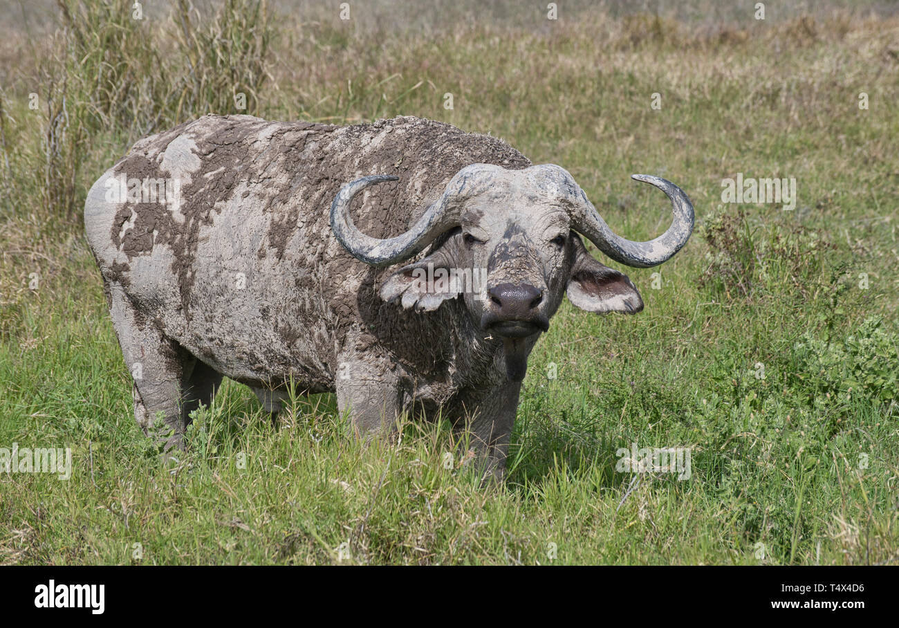 Capo o africano buffalo (Syncerus caffer) dopo un fango sguazzare. Questo può essere il raffreddamento in un giorno caldo, ma aiuta anche a prevenire punture di insetti. Foto Stock