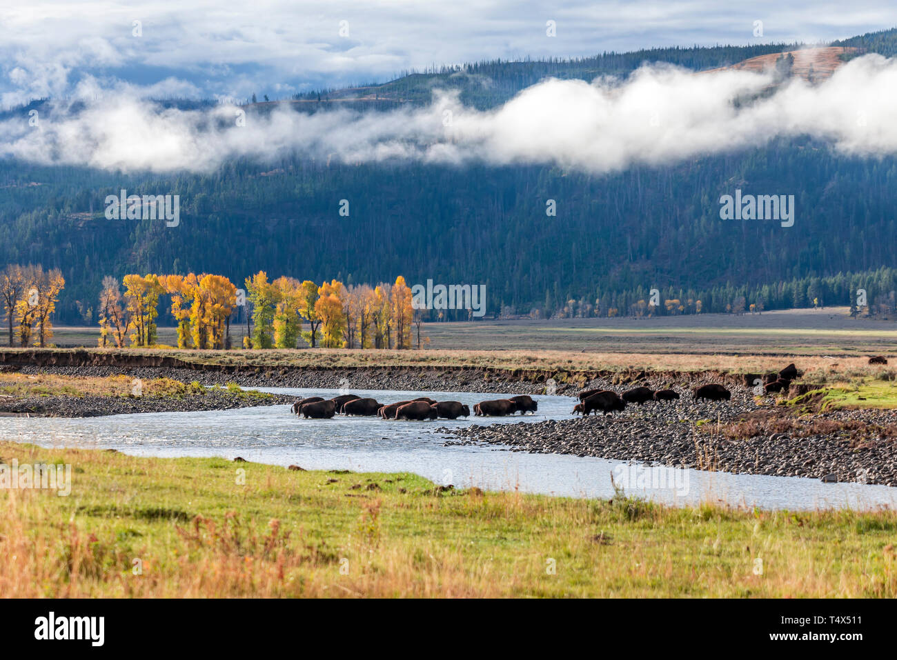 I bisonti americani (Bison bison) attraversando Lamar fiume durante la caduta Foto Stock
