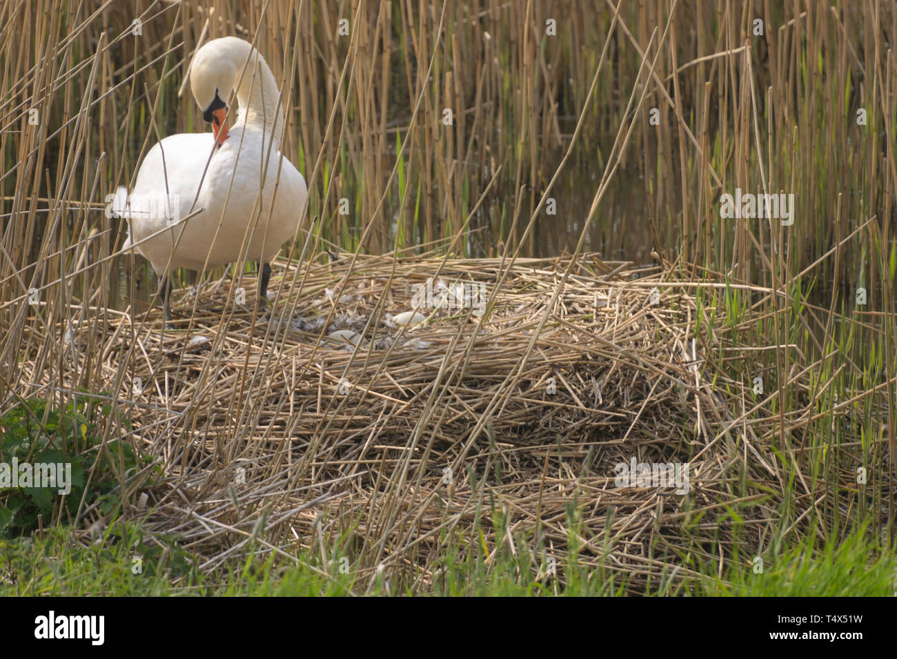 Un cigno selvatico si prende una pausa dalla incubazione di una frizione di uova in un nido di reed in primavera Foto Stock