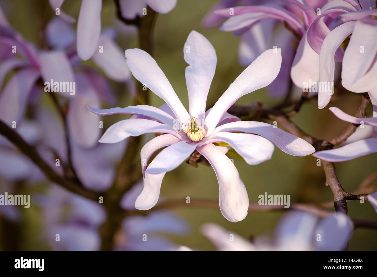 Star Magnolia stellata, magnolia stellata di albero in fiore. Close up di luce fiore rosa testa. Fiori di Primavera. Foto Stock