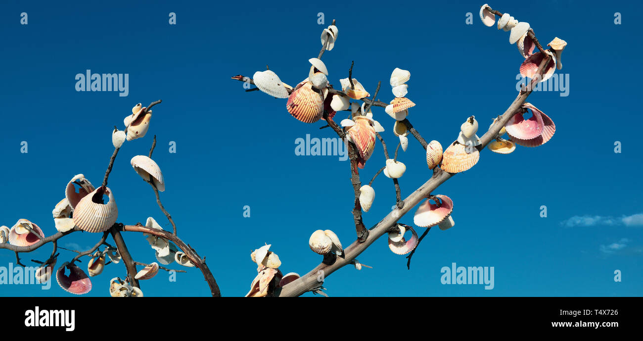 Di Southwest Florida spiagge, persone luogo di conchiglie su un albero o una succursale in memoria di qualcuno o di esprimere un desiderio o donare una benedizione Foto Stock