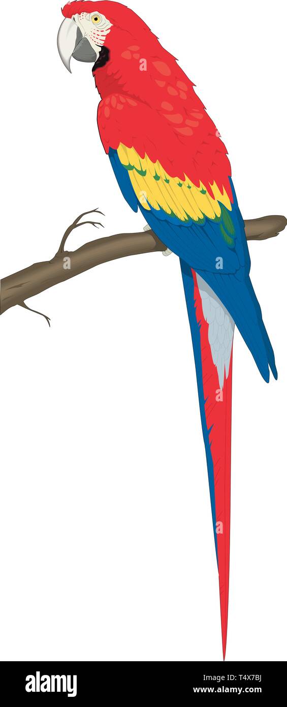 Macaw su un Pesce persico illustrazione vettoriale Illustrazione Vettoriale