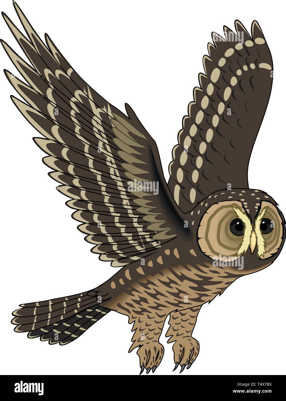 Spotted Owl battenti illustrazione vettoriale Illustrazione Vettoriale