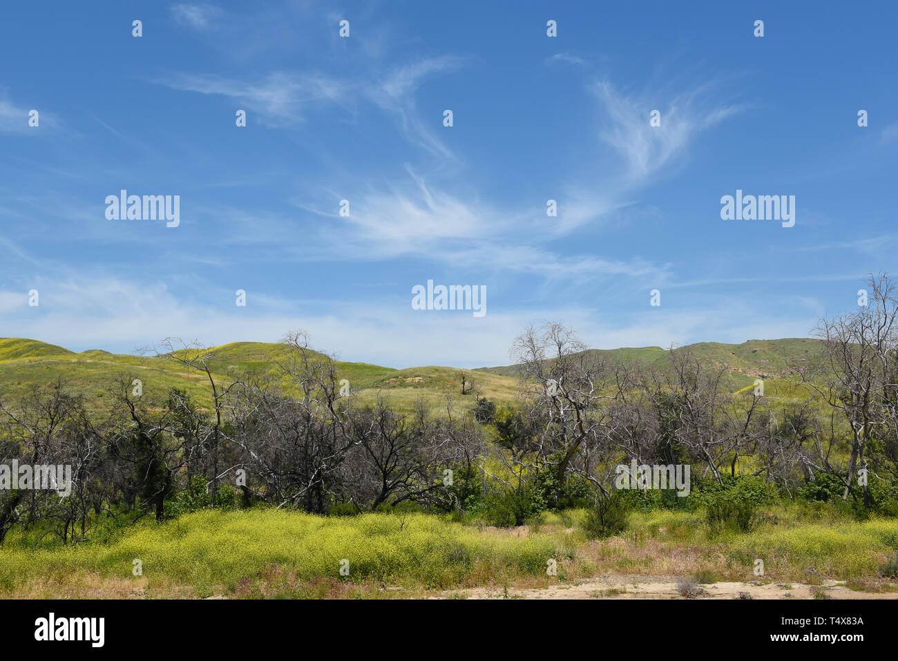 Ai piedi della Santa Ana Montagne in Irvine Parco Regionale, coperte in montagna con la senape nera impianto, non invasiva native di erbaccia, Foto Stock