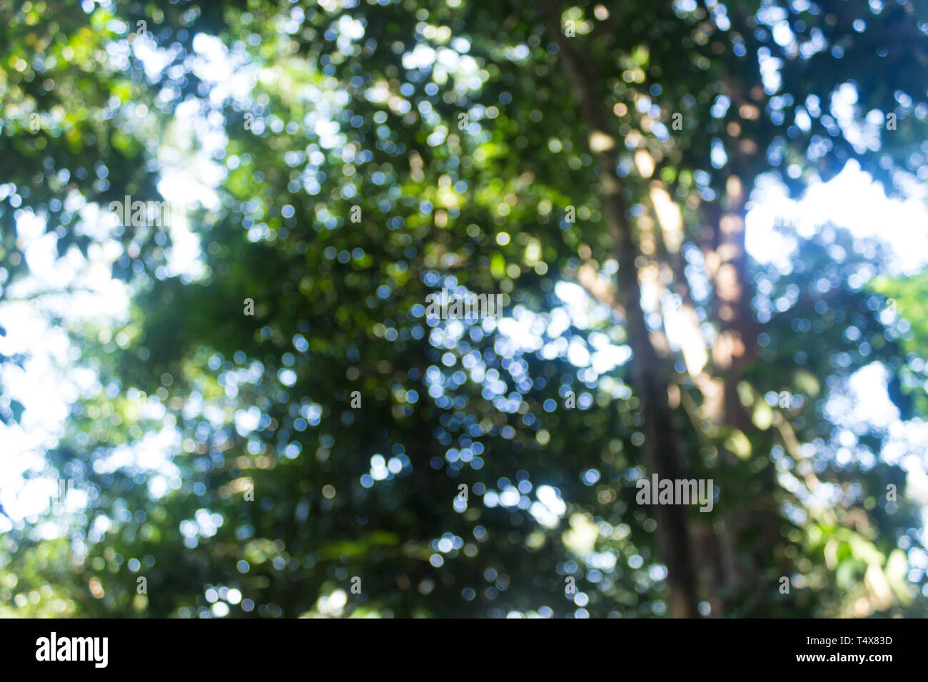 Abstract blur foresta con luce solare bokeh sfondo. Foto Stock