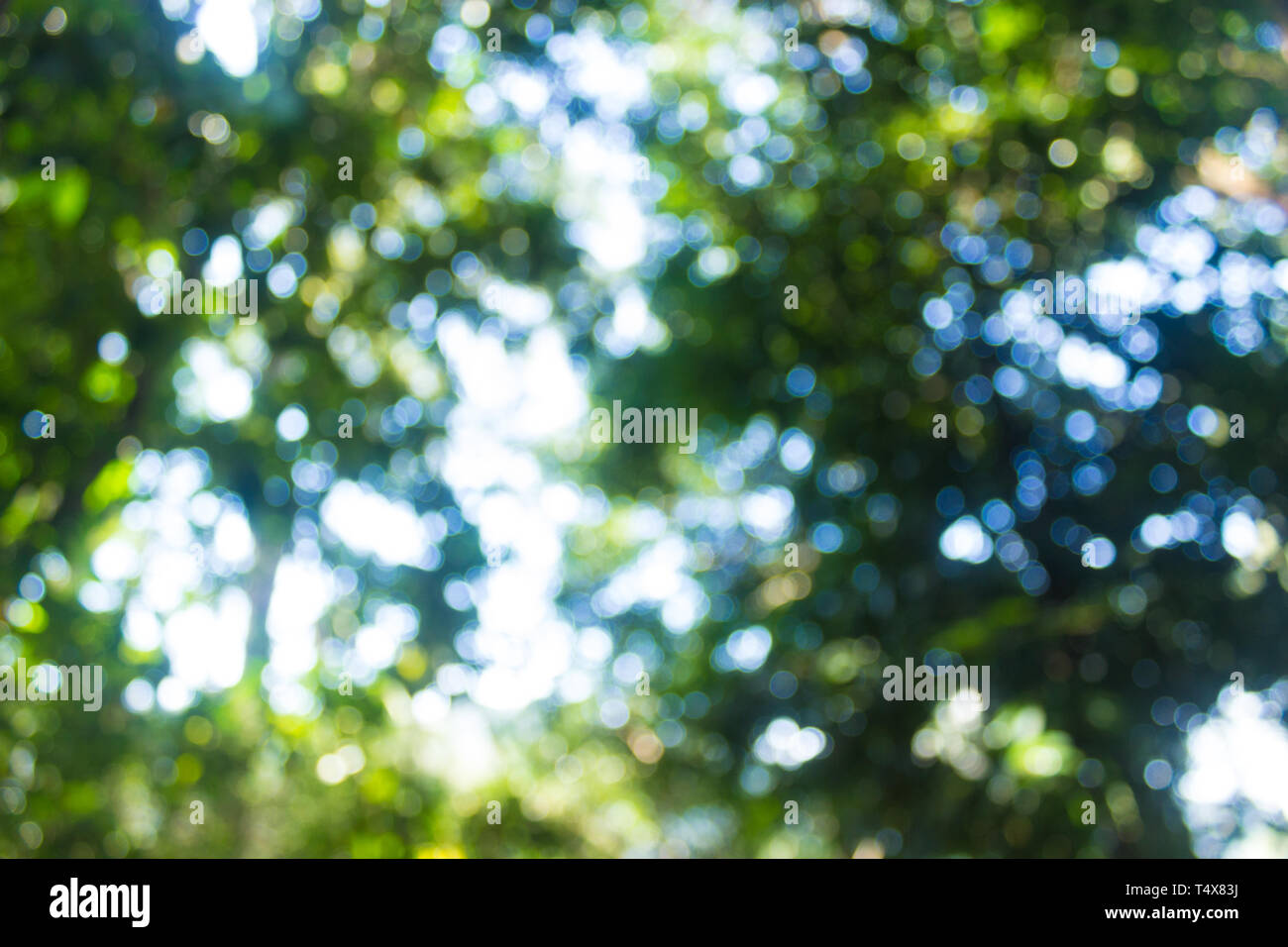 Abstract blur foresta con luce solare bokeh sfondo. Foto Stock