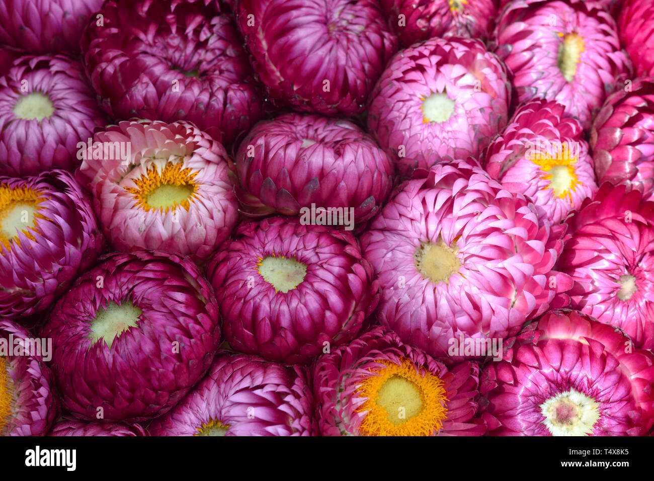 Bella di colorati a secco fiori eterni o fiori di paglia per lo sfondo Foto Stock