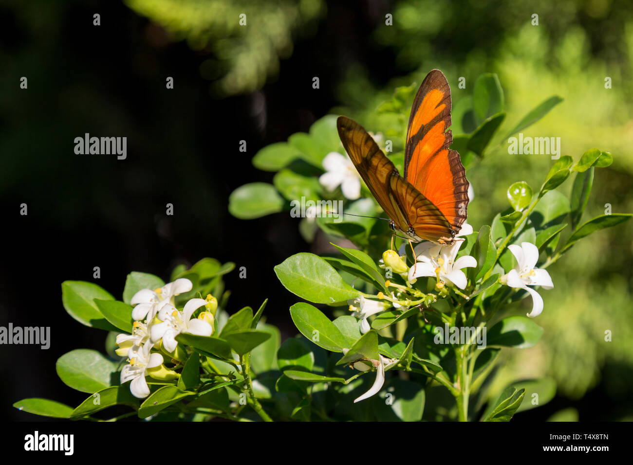 La farfalla Julia (Dryas iulia) nutre il nettare di un comune fiore di gelsomino d'arancia (Murraya paniculata), che fiorisce nel giardino di Asuncion, Paraguay Foto Stock