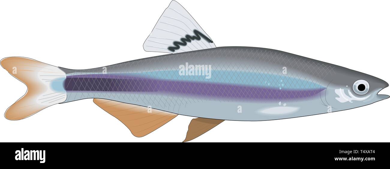 Sailfin Shiner Minnow illustrazione vettoriale Illustrazione Vettoriale