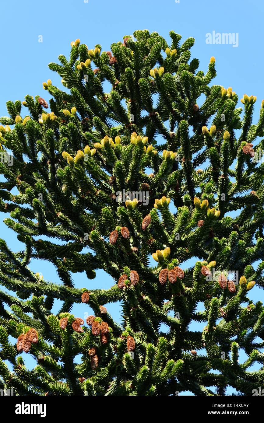 Monkey Puzzle Tree con i coni Foto Stock