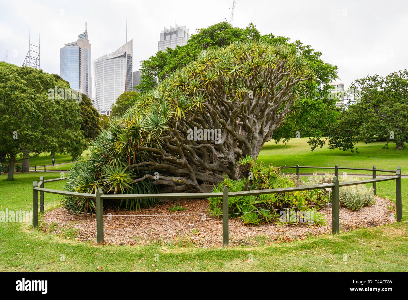 Drago albero di sangue presso il Royal Botanic Garden, adiacente al quartiere centrale degli affari di Sydney, Nuovo Galles del Sud, Australia. Foto Stock