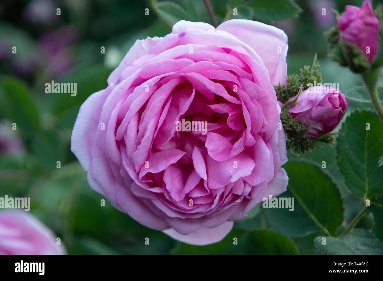 Unico fiori rosa dal giardino delle rose Foto stock - Alamy
