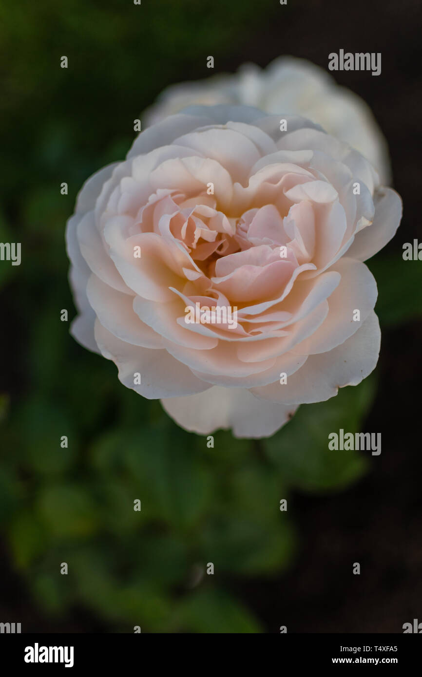 Single rose pallido in fiore Foto Stock