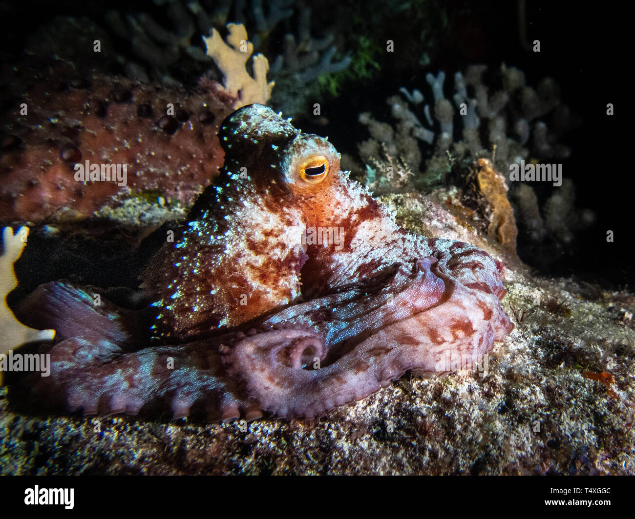 Carribean polpo su una immersione notturna in Cozumel Messico Foto Stock