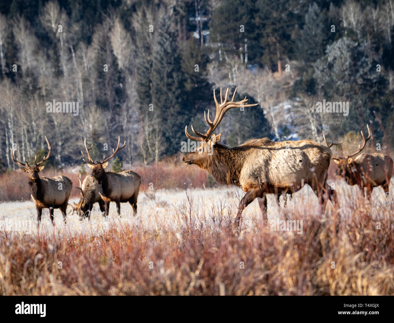 Bull Elk allevamento nel Parco Nazionale delle Montagne Rocciose Foto Stock