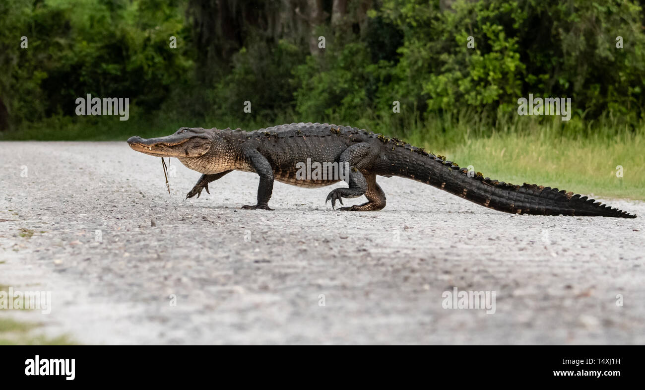 Alligatore in Everglades Foto Stock