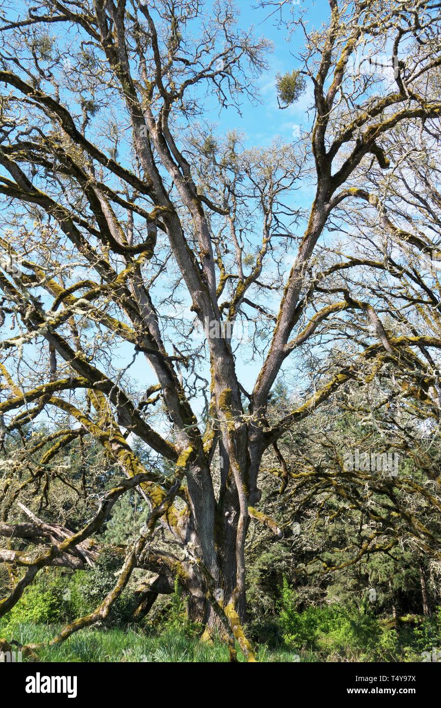 Un Oregon White Oak tree, presso la Oregon Garden in Silverton, Oregon, Stati Uniti d'America. Foto Stock