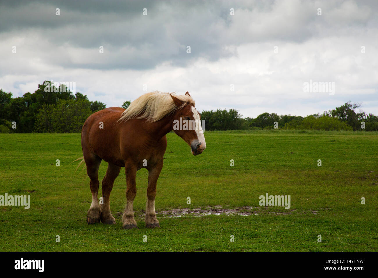 Progetto di cavalli sul sentiero Bluebonnet vicino a Ennis, Texas Foto Stock