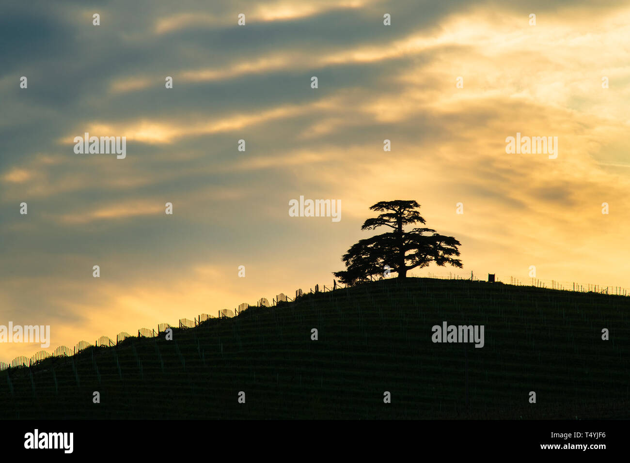 Nuvoloso Tramonto, del cedro del Libano, maestoso albero secolare simbolo  delle Langhe La Morra Piemonte Italia Foto stock - Alamy