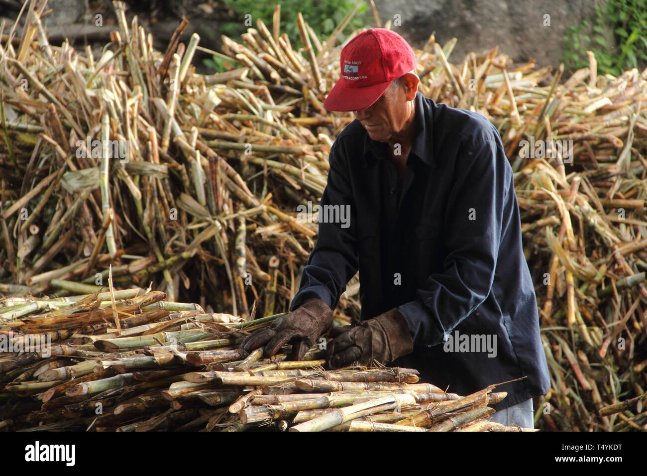 Merida, Venezuela - Aprile 8, 2017: Sconosciuto lavoratore ordinare i pezzi di canna da zucchero per ulteriore elaborazione nel suo posto di lavoro di questa mattina. Foto Stock