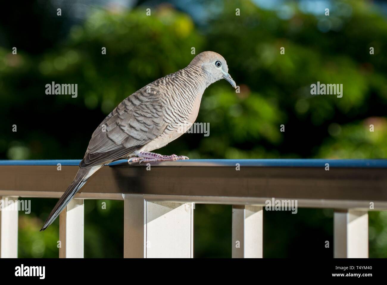 Zebra Colomba, Geopelia striata, seduto su una ringhiera, Maui, Hawaii. Foto Stock