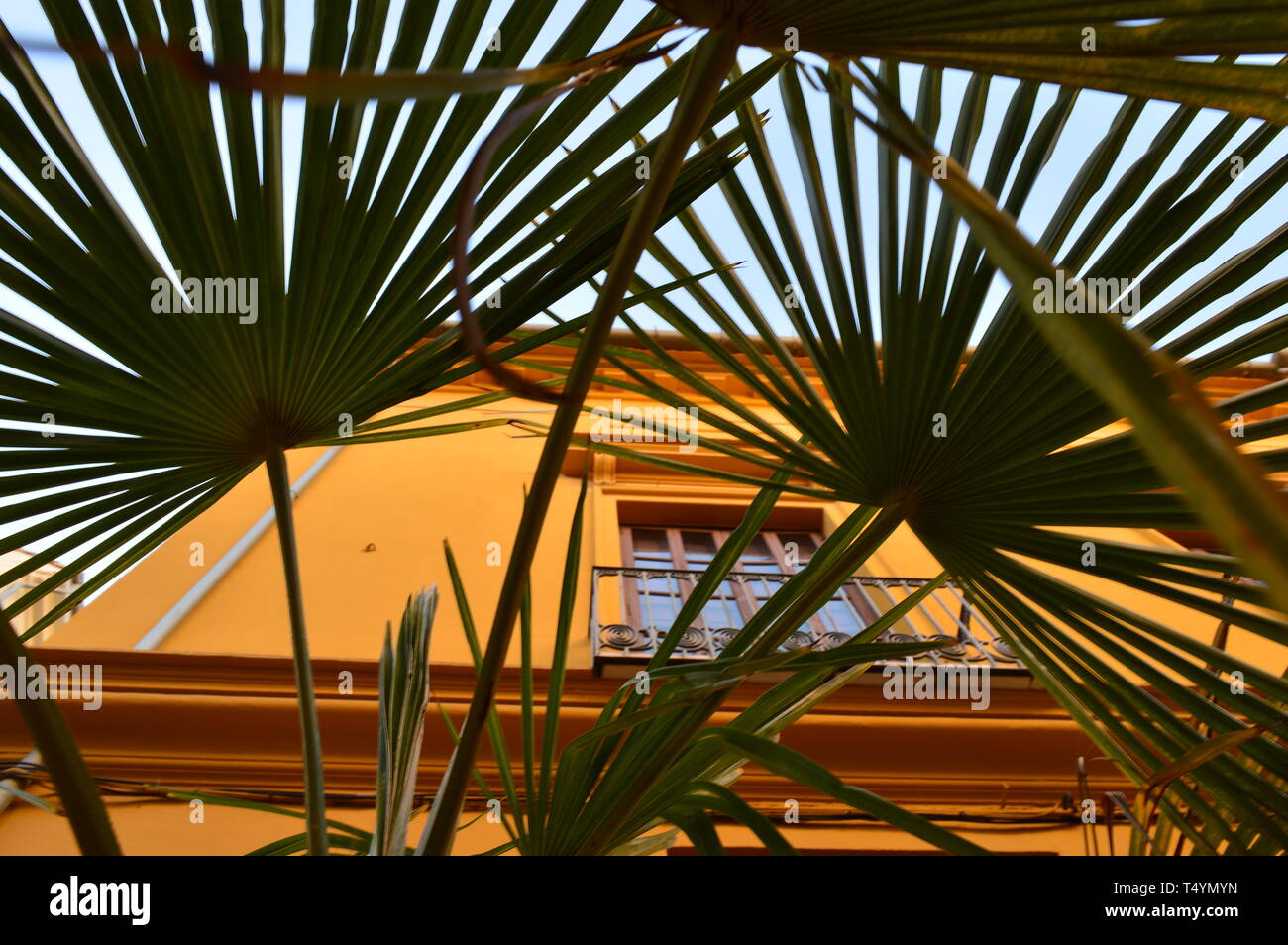 Attraverso le foglie di palmo. Valencia Old Town Foto Stock
