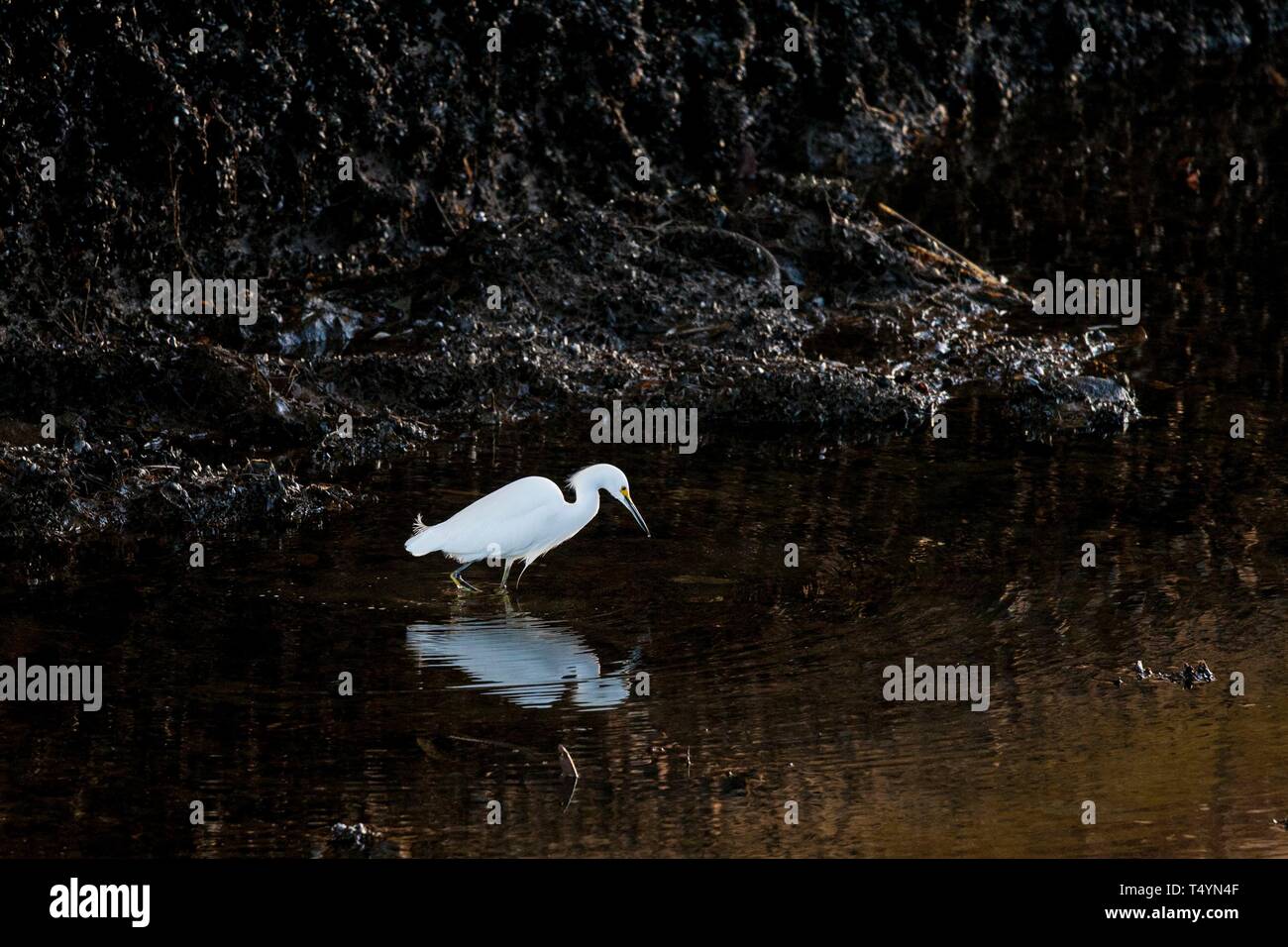 Snowy Garzetta in Ballona Creek Foto Stock