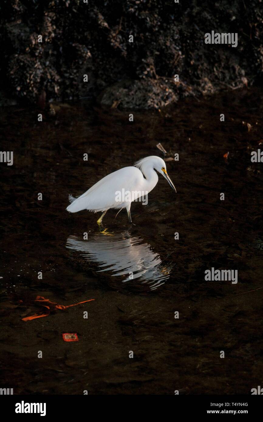 Snowy Garzetta in Ballona Creek Foto Stock