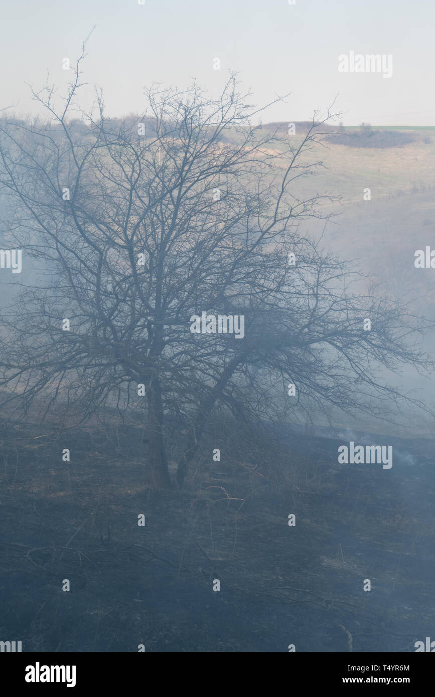 Wildfire, tracce di fuoco in un prato in una valle Foto Stock